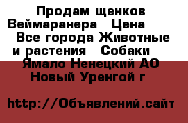 Продам щенков Веймаранера › Цена ­ 30 - Все города Животные и растения » Собаки   . Ямало-Ненецкий АО,Новый Уренгой г.